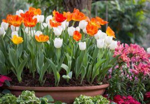 Cómo cuidar tu jardín en primavera consejos prácticos y recomendaciones de expertos