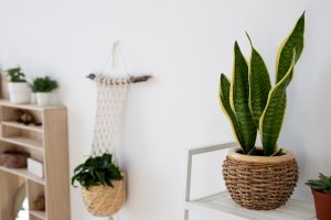 Transforma tu hogar con estas tendencias de decoración sostenible