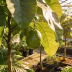 El valor de contar con viveros especializados para elegir plantas adaptadas a cada proyecto de jardinería